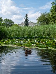 Duckling in a pond, photographed in the University Botanical Gardens, Krakow, Poland