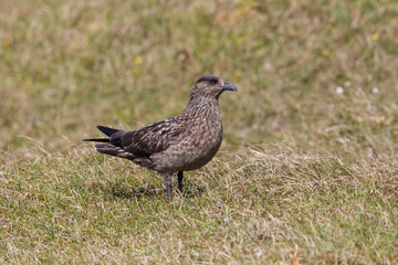 one great skua (stercorarius skua) standing in green grass