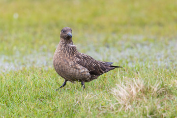 great skua (stercorarius skua) standing in green grassland