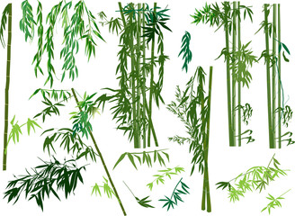 isolated set of green bamboo plants