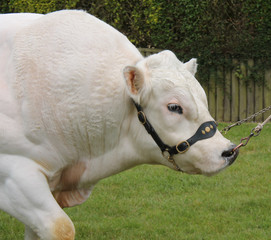 The Front of a Powerful British Blue Farm Bull Animal.
