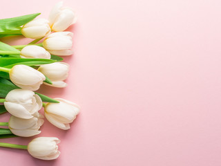 Fototapeta na wymiar White tender tulips on lightpink background.