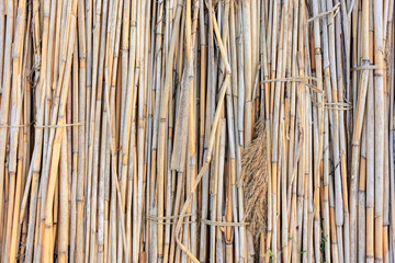 Texture of the reed stalks. The background of reeds.