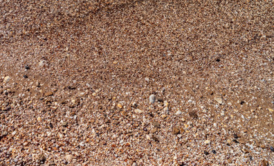 seashells on the seashore as background texture