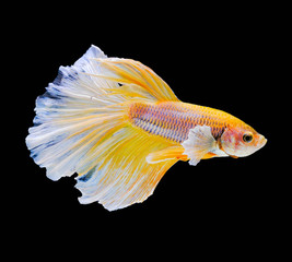 Siamese fighting fish, Yellow Betta fish, betta splendens (Halfmoon betta),Pla-kad, biting fish, Thai popular aquarium fish isolated on black background