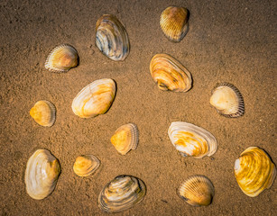 seashells on the seashore as background texture