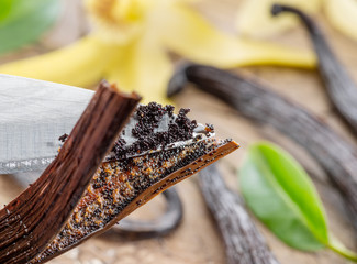 Dried vanilla fruits and vanilla orchid on wooden table.