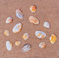 seashells on the seashore as background texture