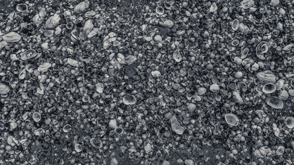 seashells on the seashore as background texture