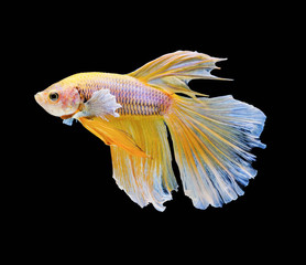 Siamese fighting fish, Yellow Betta fish, betta splendens (Halfmoon betta),Pla-kad, biting fish, Thai popular aquarium fish isolated on black background