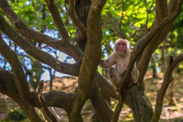 Kyoto - May 30, 2019: Japanese Macaque in the Arashiyama Monkey Park in Kyoto, Japan