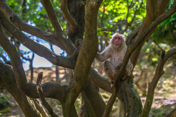 Kyoto - May 30, 2019: Japanese Macaque in the Arashiyama Monkey Park in Kyoto, Japan