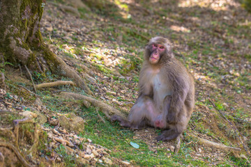 Kyoto - May 30, 2019: Japanese Macaque in the Arashiyama Monkey Park in Kyoto, Japan