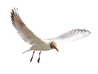 isolated small black-headed gull in flight