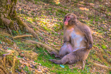 Kyoto - May 30, 2019: Japanese Macaque in the Arashiyama Monkey Park in Kyoto, Japan