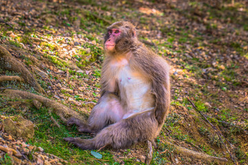 Kyoto - May 30, 2019: Japanese Macaque in the Arashiyama Monkey Park in Kyoto, Japan