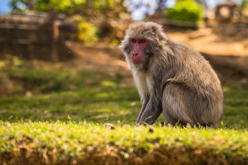 Kyoto - May 30, 2019: Japanese Macaque in the Arashiyama Monkey Park in Kyoto, Japan