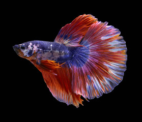 Blue and Red Fighting fish spread tail-feathers, Siamese fighting fish. Betta fish, betta splendens isolated on black background