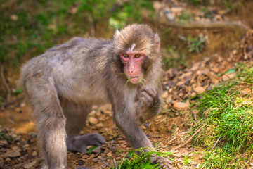 Kyoto - May 30, 2019: Japanese Macaque in the Arashiyama Monkey Park in Kyoto, Japan