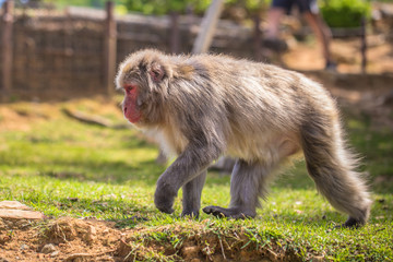 Kyoto - May 30, 2019: Japanese Macaque in the Arashiyama Monkey Park in Kyoto, Japan