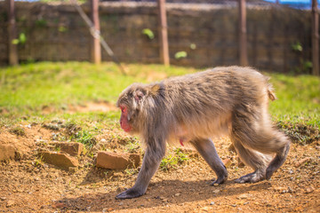 Kyoto - May 30, 2019: Japanese Macaque in the Arashiyama Monkey Park in Kyoto, Japan