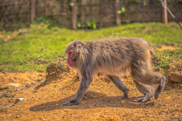 Kyoto - May 30, 2019: Japanese Macaque in the Arashiyama Monkey Park in Kyoto, Japan