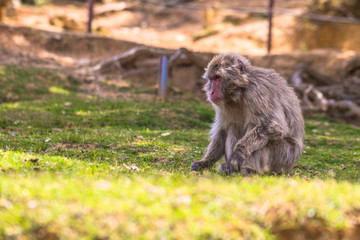 Kyoto - May 30, 2019: Japanese Macaque in the Arashiyama Monkey Park in Kyoto, Japan