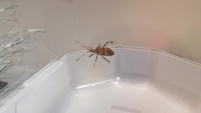 strange looking bug walking on plastic