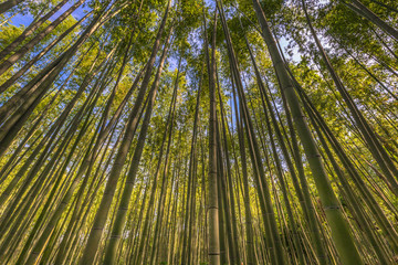 Obraz na płótnie Canvas Kyoto - May 30, 2019: Bamboo forest of Kameyama Park in Kyoto, Japan