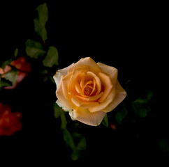 Art photo rose petals isolated on the natural blurred background. Closeup. For design, texture, background. Nature.