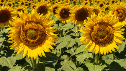 Fototapeta na wymiar sunflowers bloom in a field on a farm