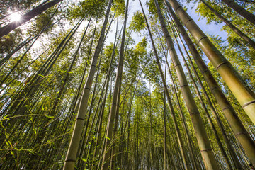 Kyoto - May 30, 2019: Bamboo forest of Kameyama Park in Kyoto, Japan
