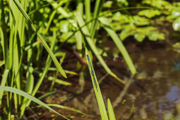 Two azure damselflies sitting behind each other on a blade of grass in the Plateaux-Hageven reserve