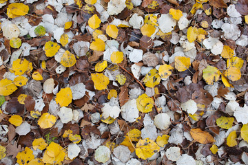  Seamless autumn leaves background.Selective focus