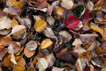  Seamless autumn leaves background.Selective focus