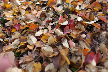  Seamless autumn leaves background.Selective focus