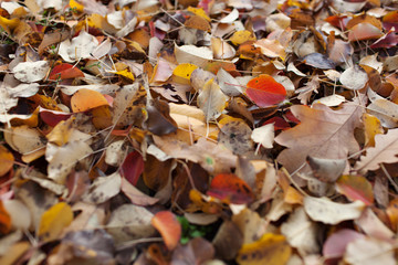  Seamless autumn leaves background.Selective focus