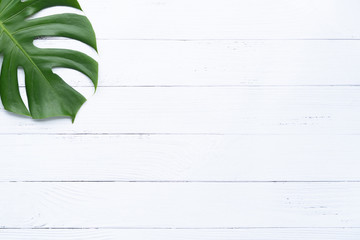 Isolate Dark green Monstera large leaves, philodendron tropical foliage plant growing in wild on...