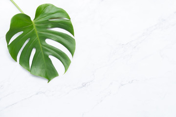 Isolate Dark green Monstera large leaves, philodendron tropical foliage plant growing in wild on white mable rock background concept for flat lay summer greenery leaf texture rainforest floral © Art Stocker
