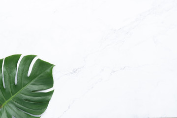 Isolate Dark green Monstera large leaves, philodendron tropical foliage plant growing in wild on white mable rock background concept for flat lay summer greenery leaf texture rainforest floral