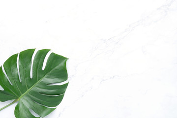 Isolate Dark green Monstera large leaves, philodendron tropical foliage plant growing in wild on white mable rock background concept for flat lay summer greenery leaf texture rainforest floral © Art Stocker