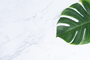 Isolate Dark green Monstera large leaves, philodendron tropical foliage plant growing in wild on white mable rock background concept for flat lay summer greenery leaf texture rainforest floral