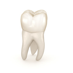 Dental anatomy - First maxillary molar tooth. Medically accurate dental 3D illustration