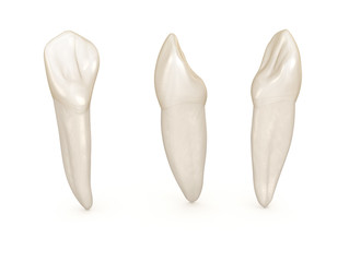 Dental anatomy - maxillary central incisor tooth. Medically accurate dental 3D illustration