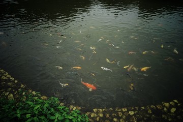 koi fish in pond