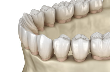 Mandibular jaw anatomy. 3D illustration concept of human teeth