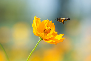 Bee with yellow flower field Cosmos.