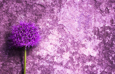Close-up of Single beautiful purple allium onion flower against the background of an old scratched stone wall. Antique vintage nature outdoor background. Bright summer floral organic background. - obrazy, fototapety, plakaty