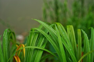 green grass with water drops