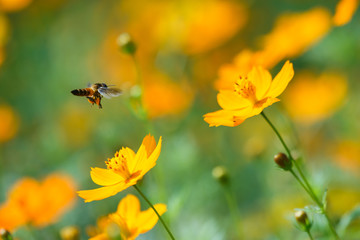 Bee with yellow flower field Cosmos.